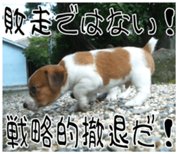 MIEDOG Jack Russell terrier sticker 7 sticker #14654337