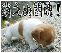MIEDOG Jack Russell terrier sticker 7 sticker #14654338