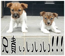 MIEDOG Jack Russell terrier sticker 7 sticker #14654340