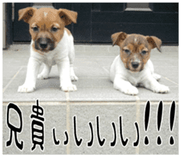 MIEDOG Jack Russell terrier sticker 7 sticker #14654340