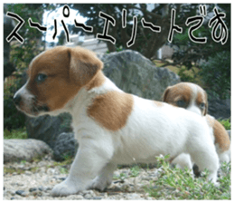 MIEDOG Jack Russell terrier sticker 7 sticker #14654341