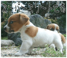 MIEDOG Jack Russell terrier sticker 7 sticker #14654341