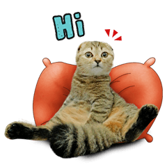 Happy scottish fold cat