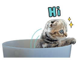 Happy scottish fold cat sticker #14656815