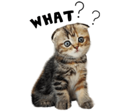 Happy scottish fold cat sticker #14656816