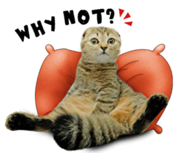 Happy scottish fold cat sticker #14656817