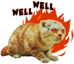 Happy scottish fold cat sticker #14656819