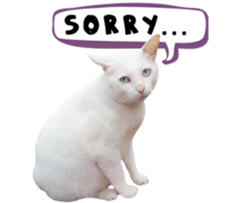 Happy scottish fold cat sticker #14656820