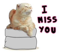 Happy scottish fold cat sticker #14656822