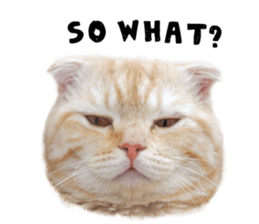 Happy scottish fold cat sticker #14656823