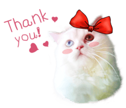 Happy scottish fold cat sticker #14656824