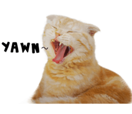 Happy scottish fold cat sticker #14656825