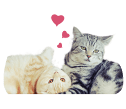 Happy scottish fold cat sticker #14656826