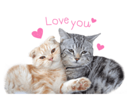 Happy scottish fold cat sticker #14656827