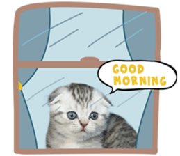 Happy scottish fold cat sticker #14656828