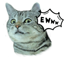 Happy scottish fold cat sticker #14656830