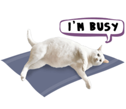 Happy scottish fold cat sticker #14656831