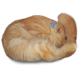 Happy scottish fold cat sticker #14656833