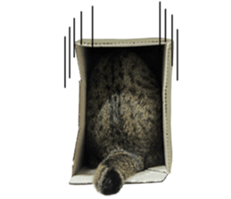 Happy scottish fold cat sticker #14656835