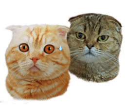 Happy scottish fold cat sticker #14656836