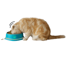 Happy scottish fold cat sticker #14656839