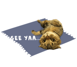 Happy scottish fold cat sticker #14656840