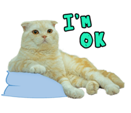 Happy scottish fold cat sticker #14656841