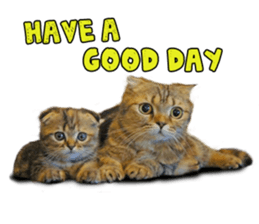 Happy scottish fold cat sticker #14656842