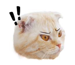 Happy scottish fold cat sticker #14656844