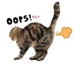 Happy scottish fold cat sticker #14656845