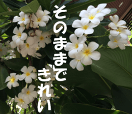 Thailand's sticker sticker #14661843