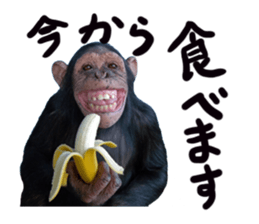 Chimpanzee Sticker2 sticker #14664344