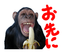 Chimpanzee Sticker2 sticker #14664345