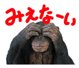Chimpanzee Sticker2 sticker #14664346