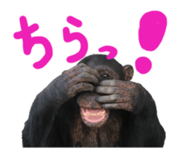 Chimpanzee Sticker2 sticker #14664347