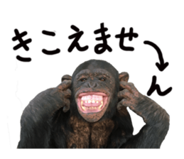 Chimpanzee Sticker2 sticker #14664348