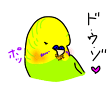 English Budgie sticker #14665778