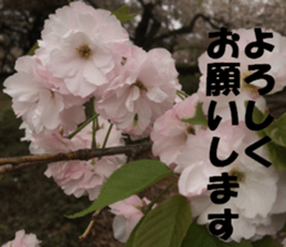 Flower's sticker sticker #14668575