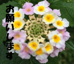 Flower's sticker sticker #14668576