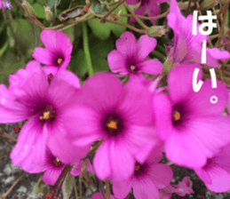 Flower's sticker sticker #14668579