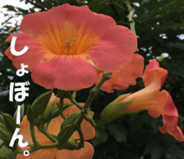 Flower's sticker sticker #14668581