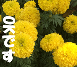 Flower's sticker sticker #14668582