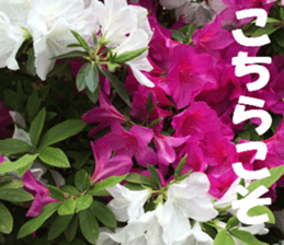 Flower's sticker sticker #14668583