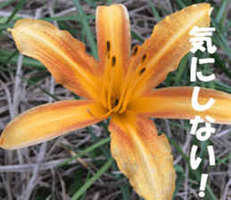 Flower's sticker sticker #14668586