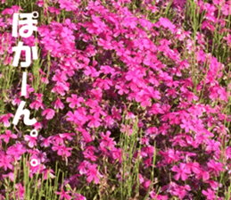 Flower's sticker sticker #14668587