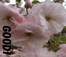 Flower's sticker sticker #14668588