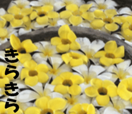 Flower's sticker sticker #14668589