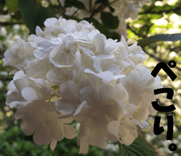 Flower's sticker sticker #14668590