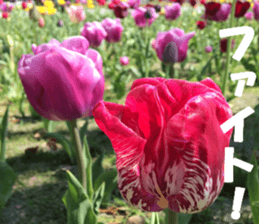 Flower's sticker sticker #14668592