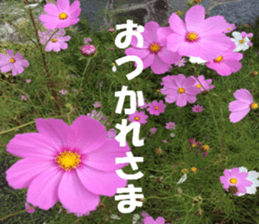 Flower's sticker sticker #14668594